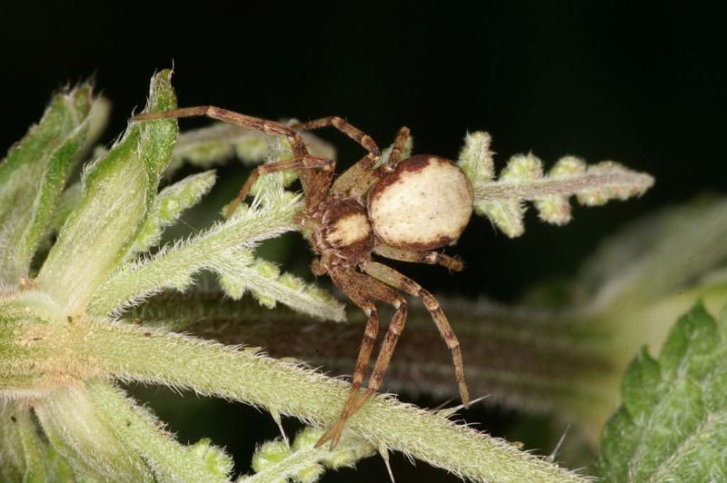 Philodromus_aureolus_D4892_Z_90_Les Gris_Frankrijk.jpg